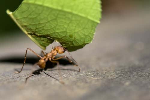 Repeler-las-hormigas