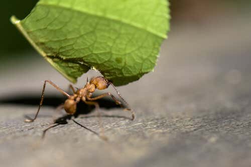Hormigas en el jardín