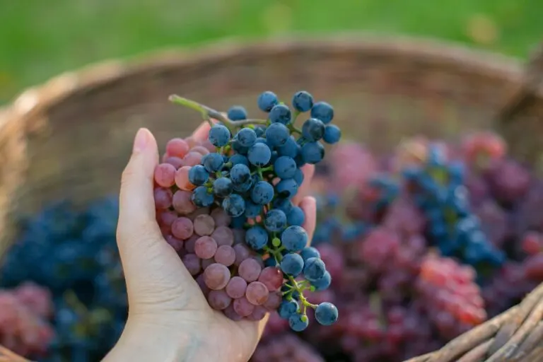 5 razones para comer más uvas moradas o tintas