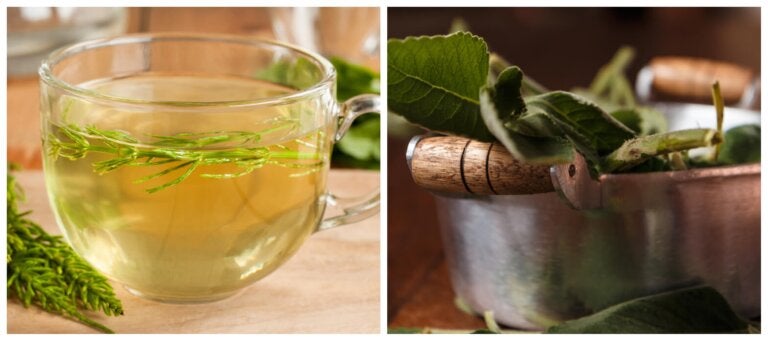 4 plantas naturales para combatir la retención de líquidos