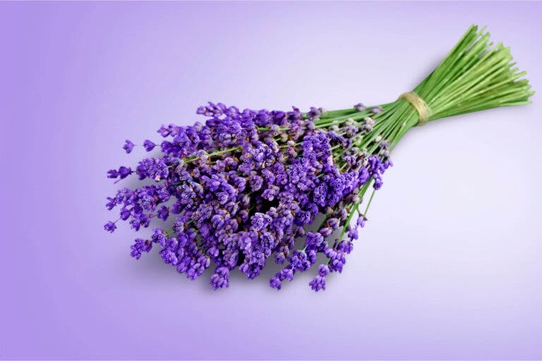 6 plantas con propiedades analgésicas para aliviar los dolores