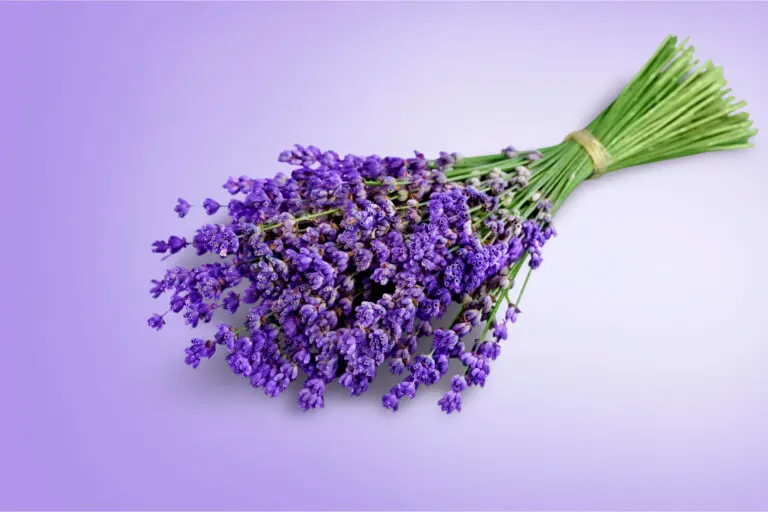 6 plantas con propiedades analgésicas para aliviar los dolores