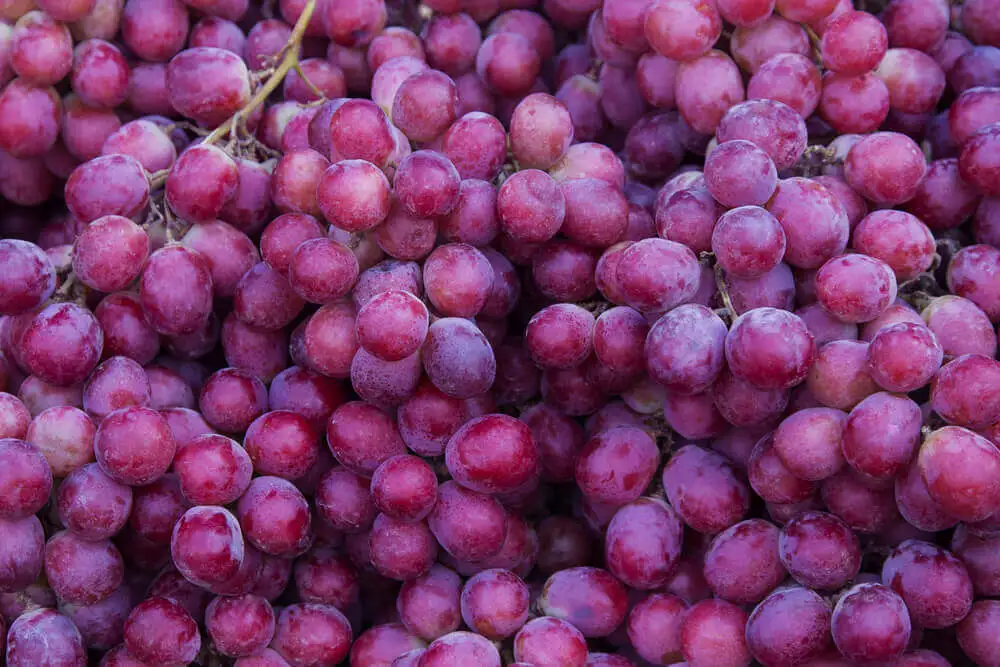 Uvas moradas o tintas.