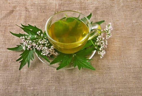 Infusión de valeriana.