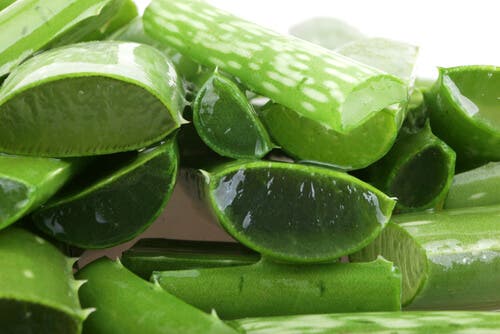 Cómo hacer crecer aloe vera en casa