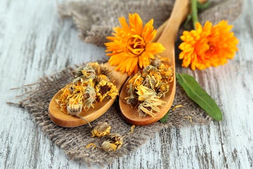 Calendula