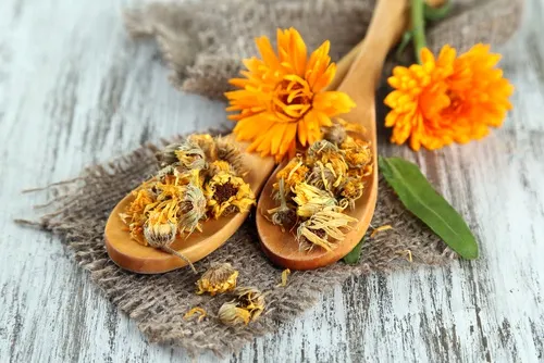Calendula