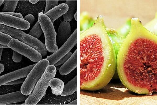 Eliminar bacterias del estómago con un eficaz tratamiento con higos