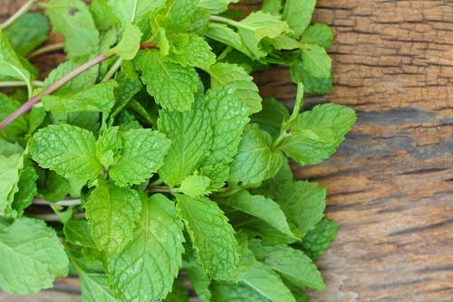 menta contro nausea e vomito