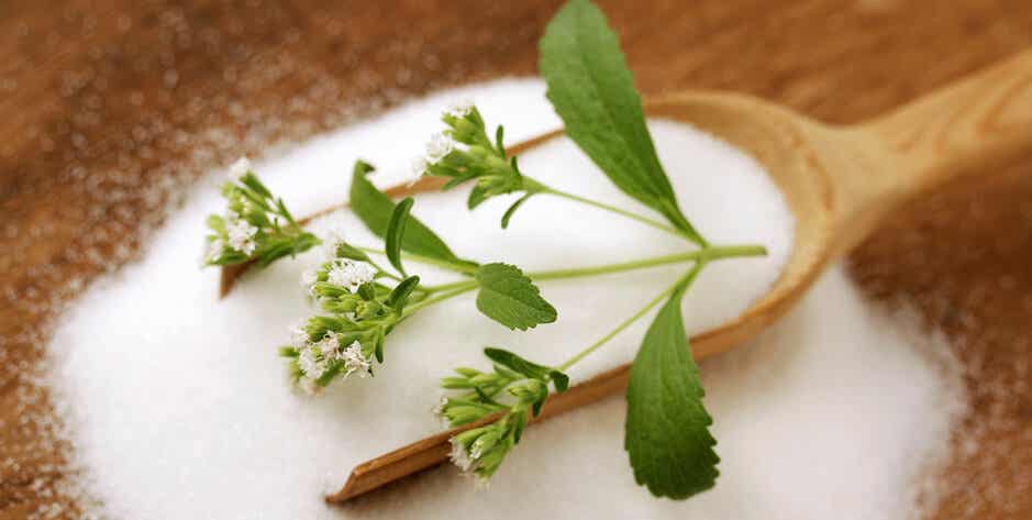 Sweet herb Stevia rebaudiana