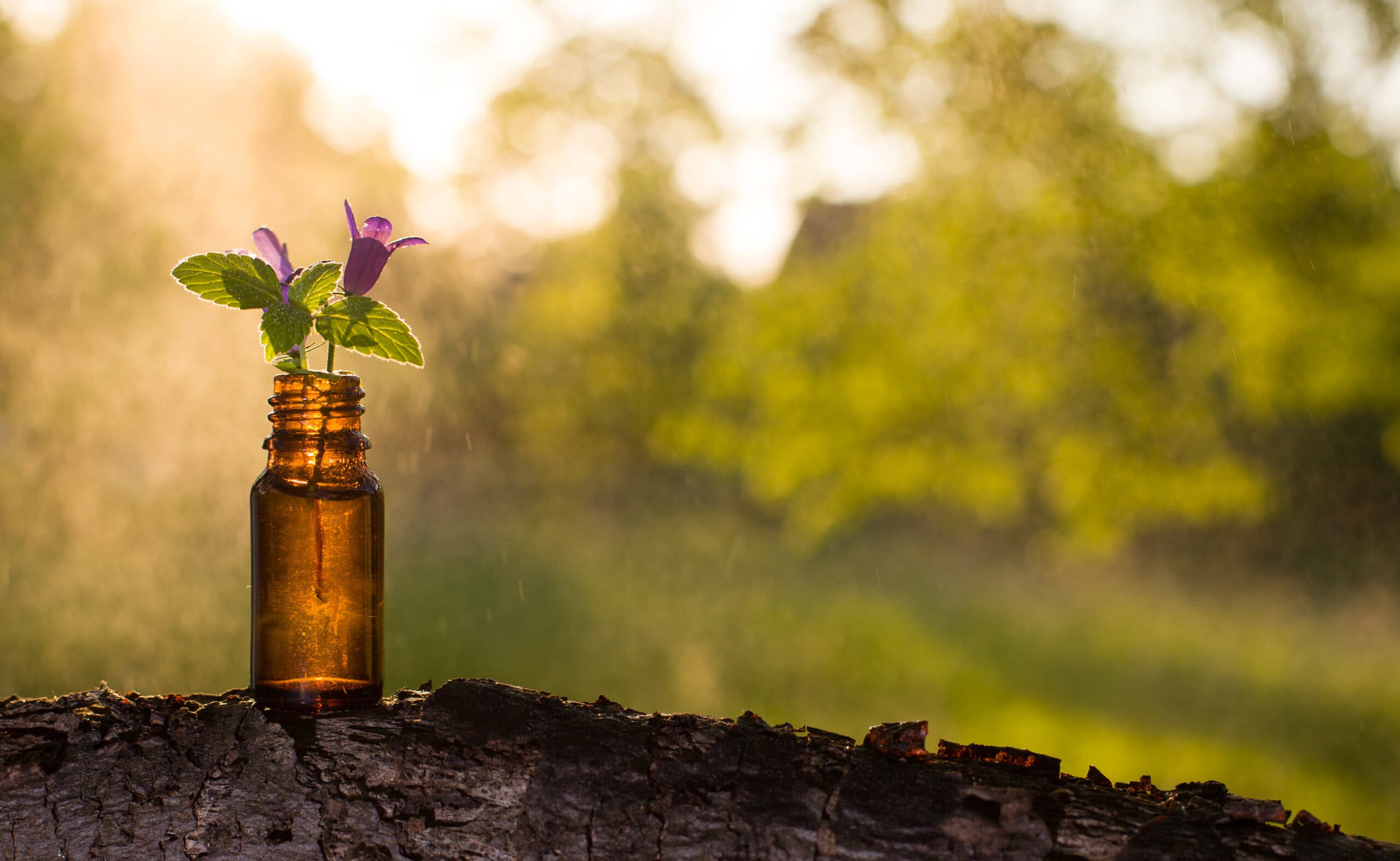 ¿Qué son las Flores de Bach?