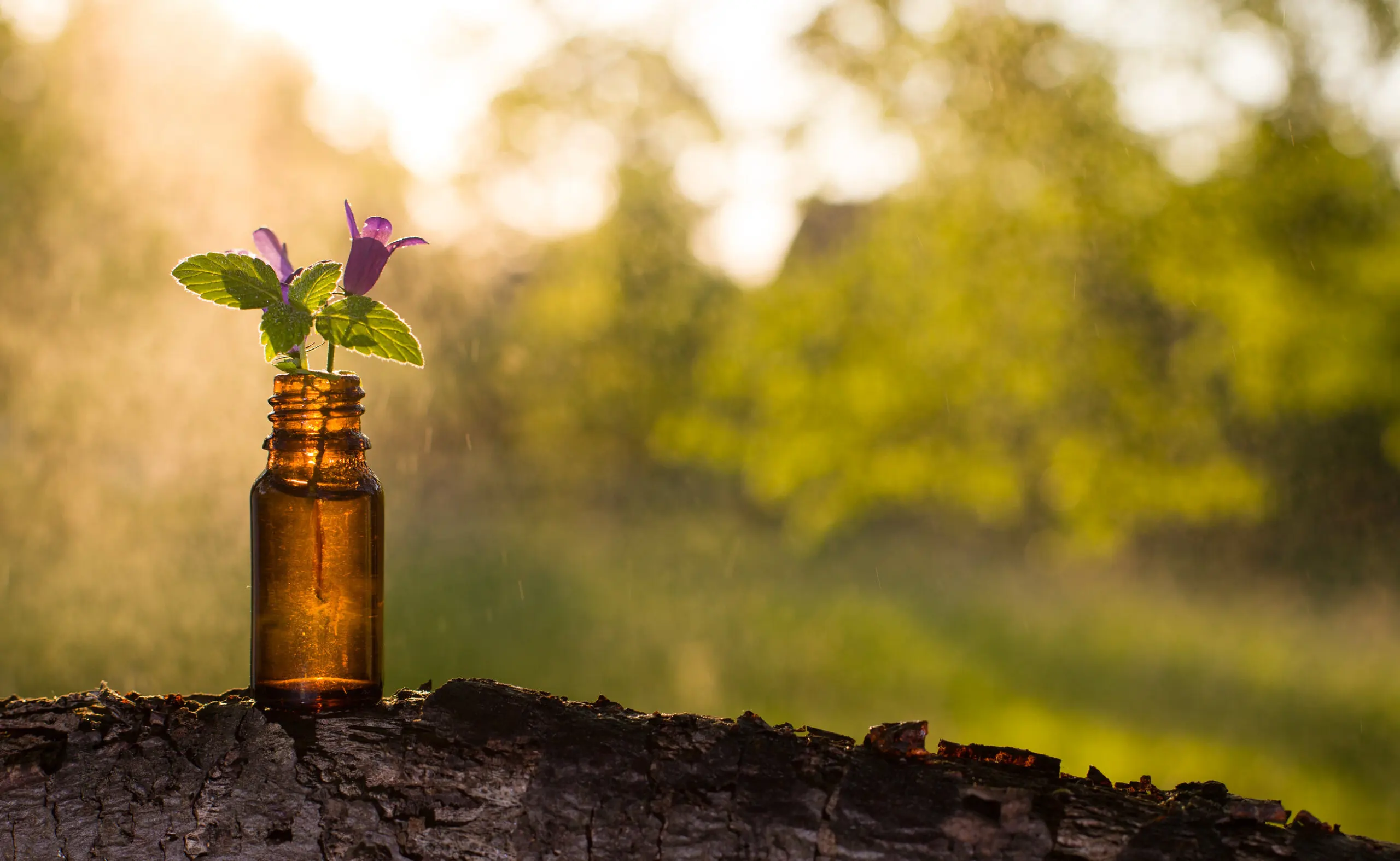 ¿Qué son las Flores de Bach?