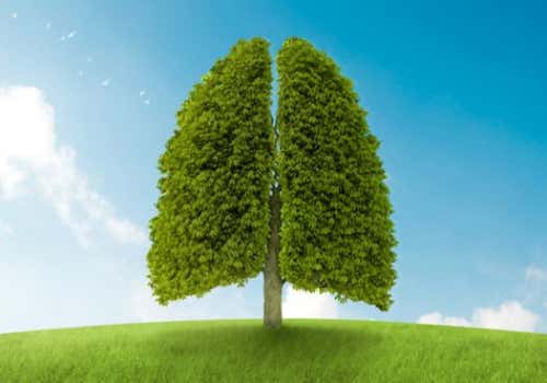Árbol con forma de pulmones