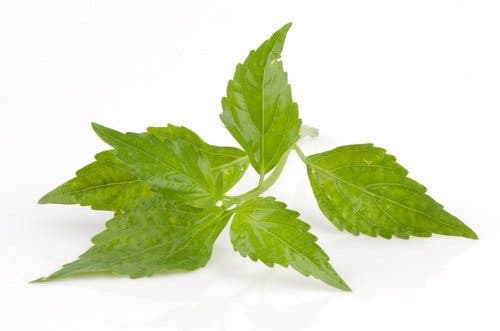 Beneficios y características del boldo