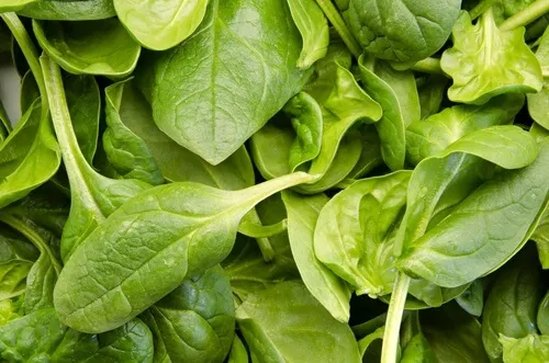 Base para batidos hechos con vegetales: espinacas.