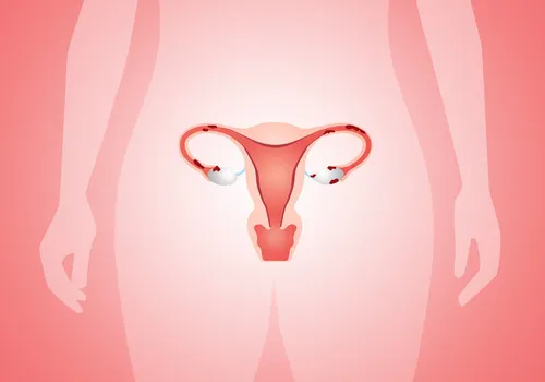Tracto genital femenino.