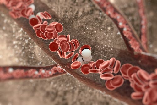 Consejos y remedios para rejuvenecer las arterias de forma natural