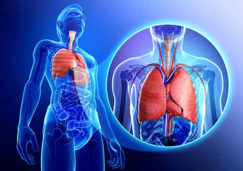 Cómo fortalecer el sistema respiratorio de manera natural