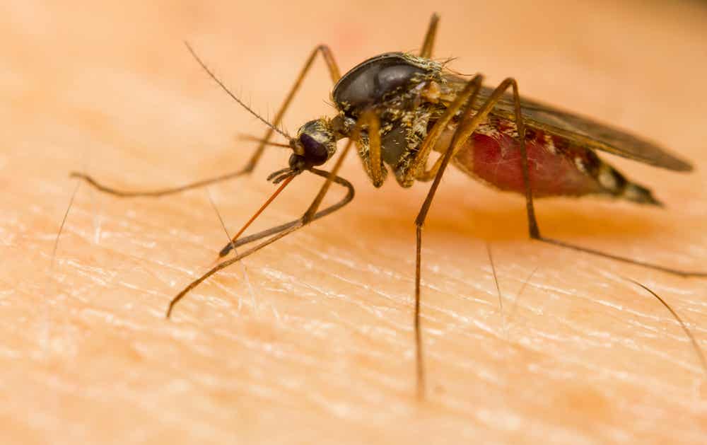 ¿Por qué algunas personas son más atractivas para los mosquitos?