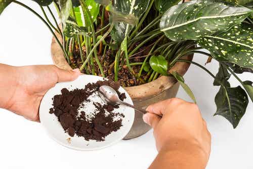 Fertilizante orgánico a base de restos de café