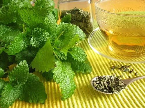 Infusión y planta de melisa.