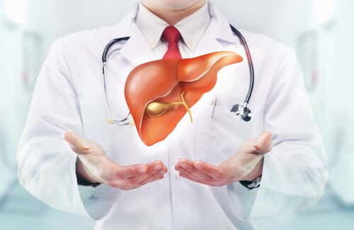 Médico con una ilustración de un hígado en las manos.