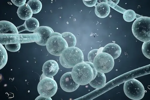 Recreación de hongo Candida albicans