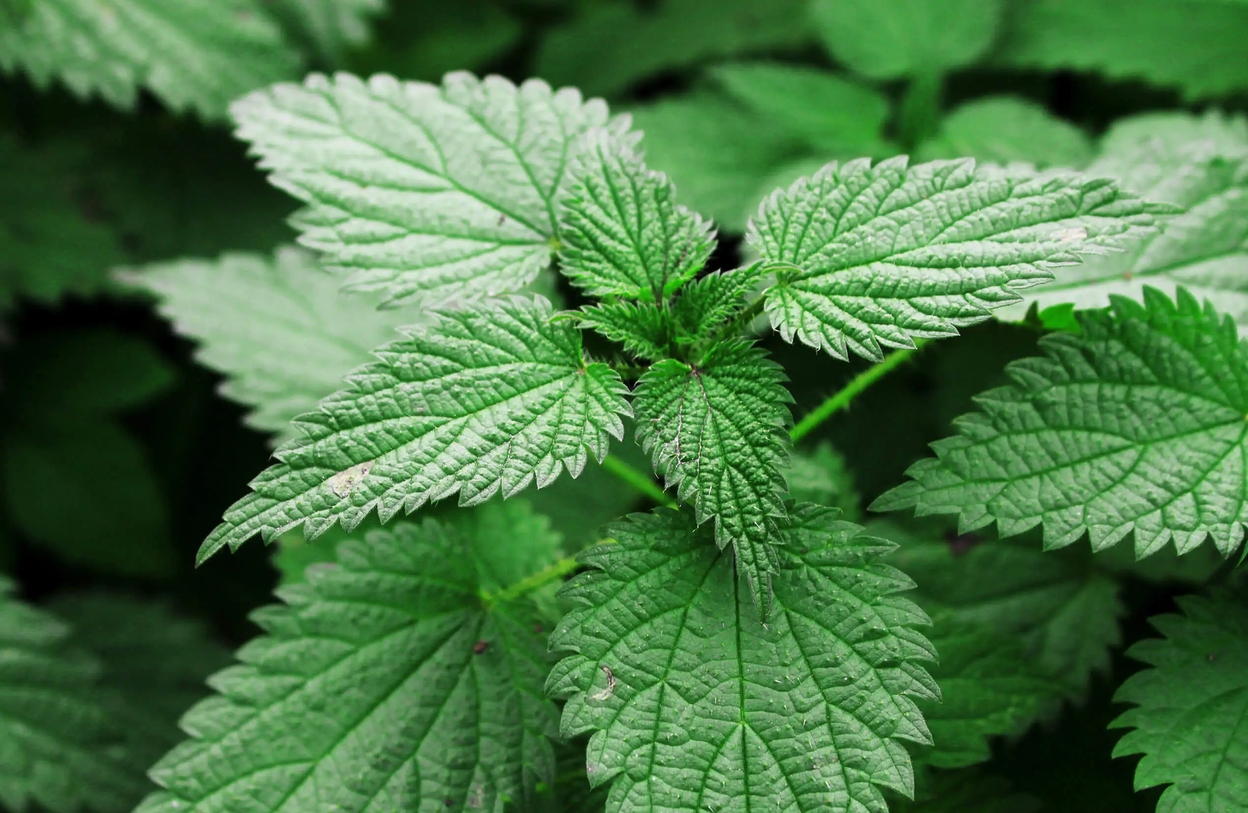 Naturheilmittel gegen Heuschnupfen - Brennnesseln