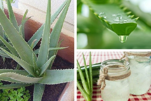 Descubre por qué es bueno cultivar aloe vera en casa