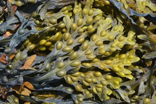 Fucus