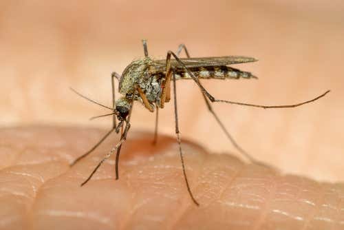 Los sentidos y las picaduras de mosquito