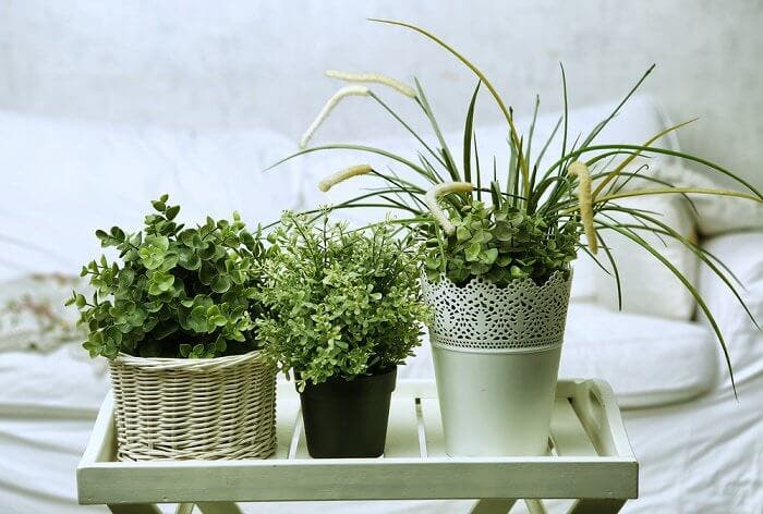 5 plantas para conciliar el sueño que puedes poner en tu habitación