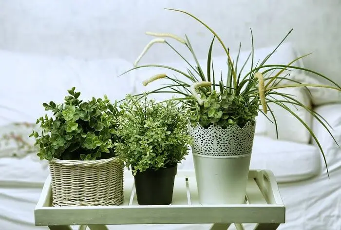 5 plantas para conciliar el sueño que puedes poner en tu habitación