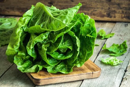 Té de hojas de lechuga