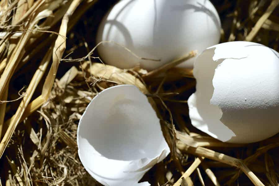 Abono casero de cáscaras de huevo