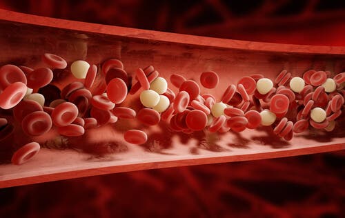 11 alimentos que ayudan a destapar las arterias de forma natural