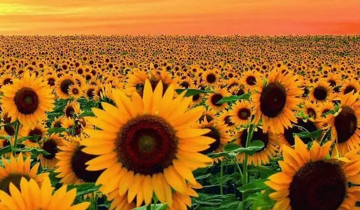 Los girasoles son una de las plantas con flores altas que añaden verticalidad a los jardines.