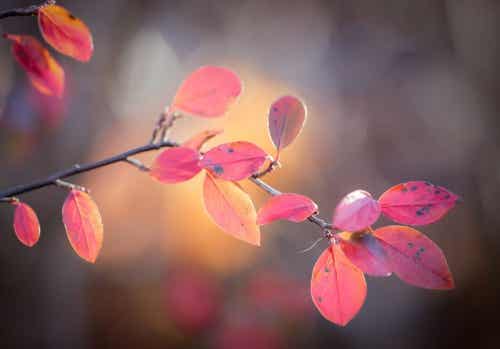 hojas rosadas representando el vacío