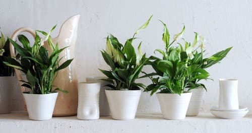 Plantas en macetas