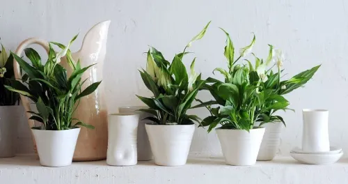 Plantas en macetas