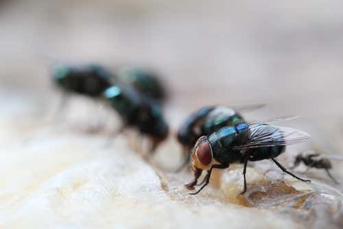 Wenn ein Insekt auf dem Essen landet - Fliegen sitzen auf Nahrung