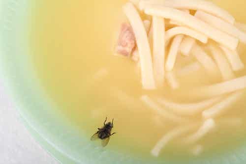 Wenn ein Insekt auf dem Essen landet - Fliege in einer Suppe