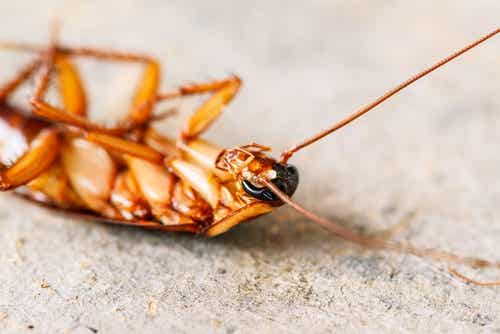 Es posible repeler las cucarachas sin usar insecticidas con algunos ingredientes naturales.