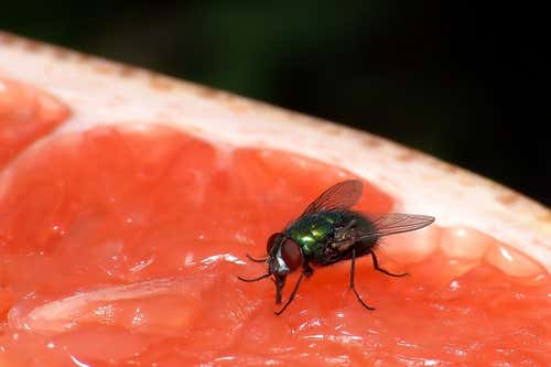 Meyve üzerinde bir sinek.
