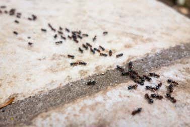 6 repelentes libres de químicos tóxicos para combatir las hormigas