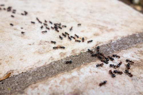 hormigas