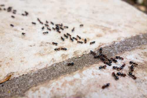 Formas de usar talco de bebé en tu hogar: repeler las hormigas