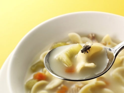 ¿Qué sucede cuando un insecto se posa en la comida?