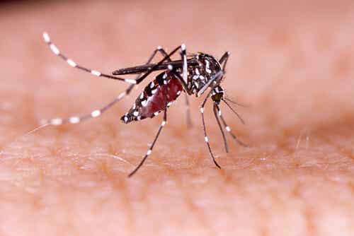 Mosquito Aedes