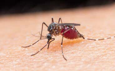 3 tips curiosos y originales para ahuyentar los mosquitos